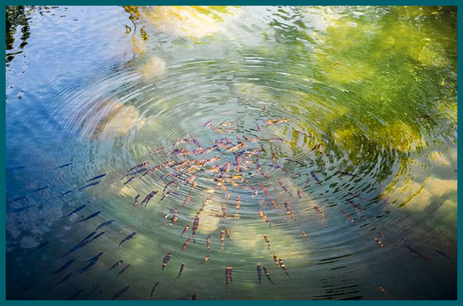 Kontakt zu Manuela Schreiber, Ayurveda