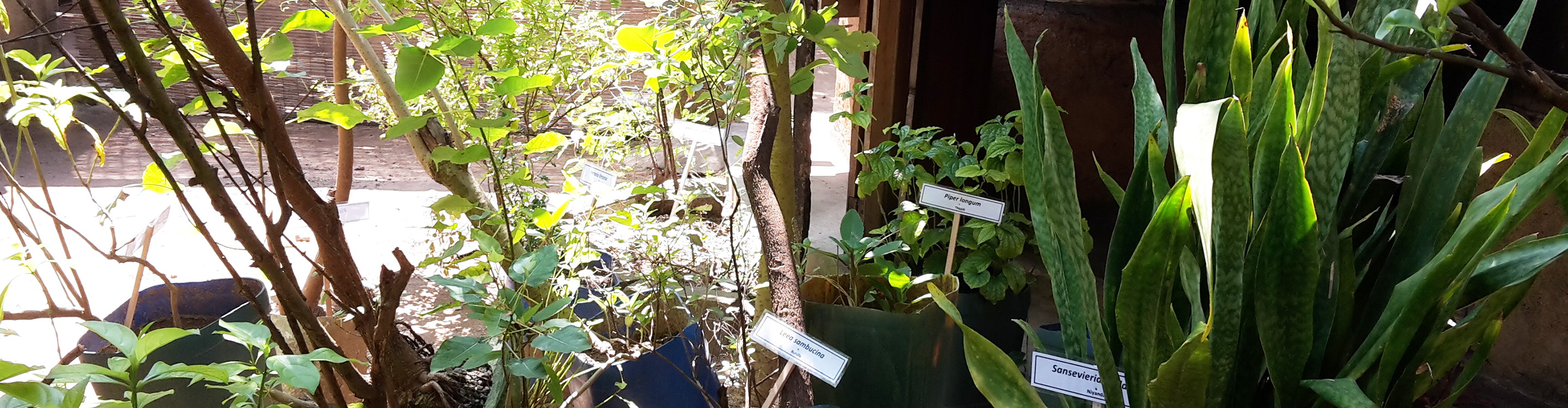 Abhyanga Oel Massagen