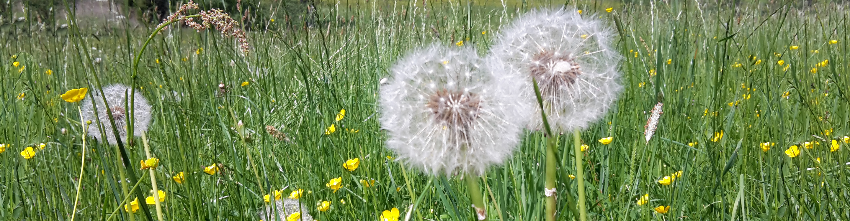 Praxis Manuela Schreiber Reiki Behandlungen an