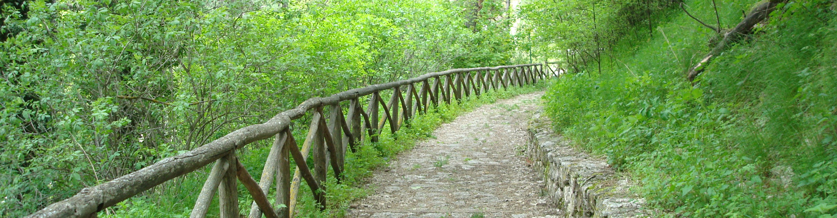 Reiki Weg durch den Wald